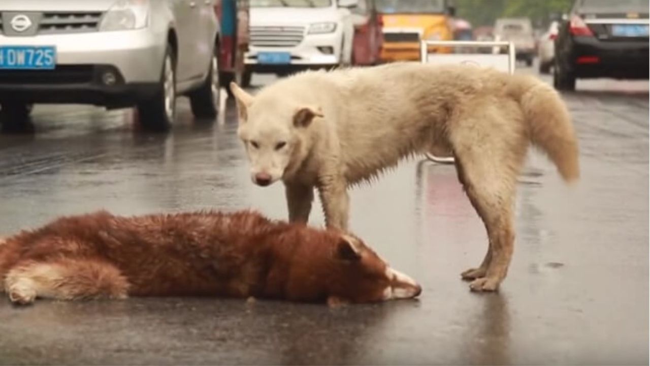 cane in mezzo alla strada