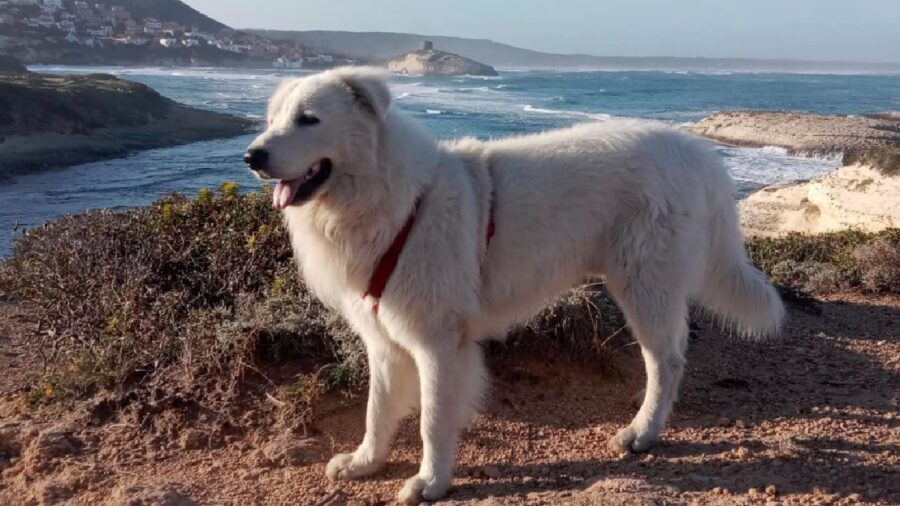 cane sfondo con mare