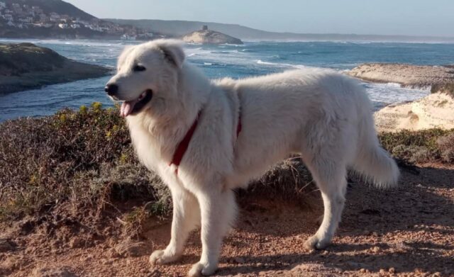 Capo Mannu, Tato, un cane da Pastore Maremmano di un anno e mezzo, si perde e la sua famiglia ne denuncia la scomparsa