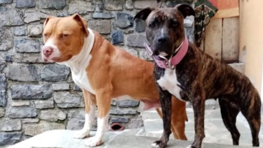 cagnolini pelo diverso