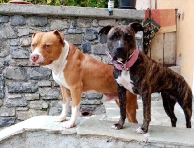 Carlazzo, Coffee e Mindy si sono smarriti, sono in corso le indagini per il ritrovamento dei due cani Pitbull