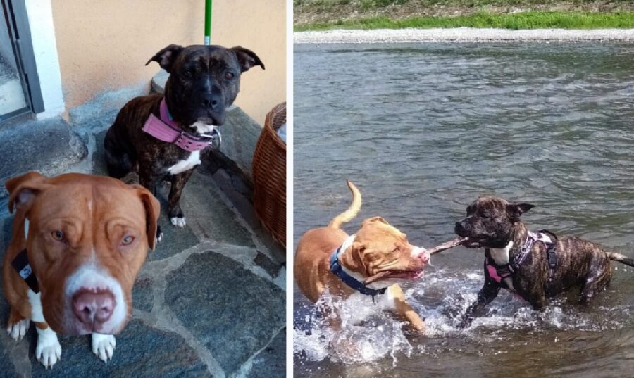 cani giocano nell'acqua