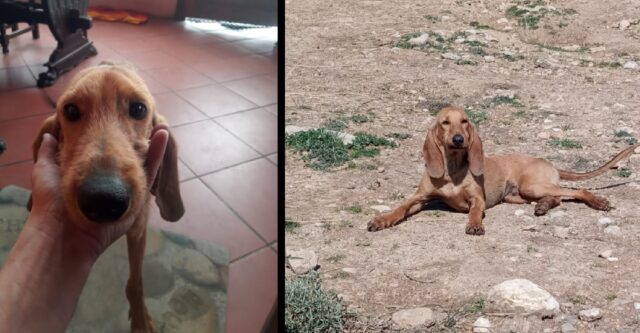 Cerveteri, Rooster, un cucciolo di Segugio di 8 mesi, fa perdere le proprie tracce, le ricerche sono in corso