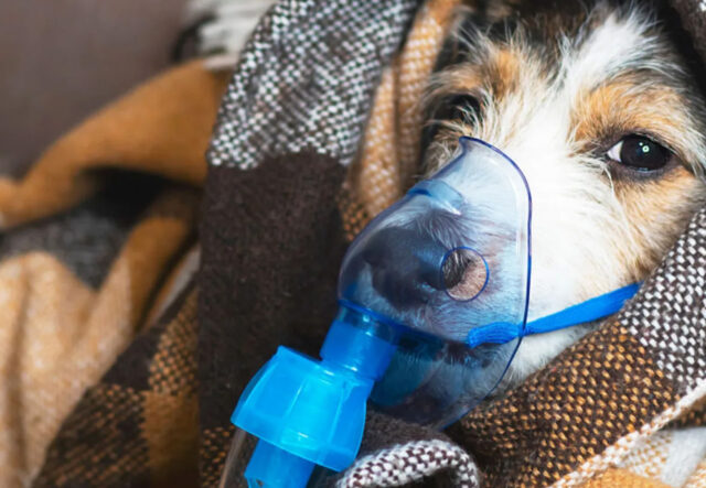 cane con problemi respiratori