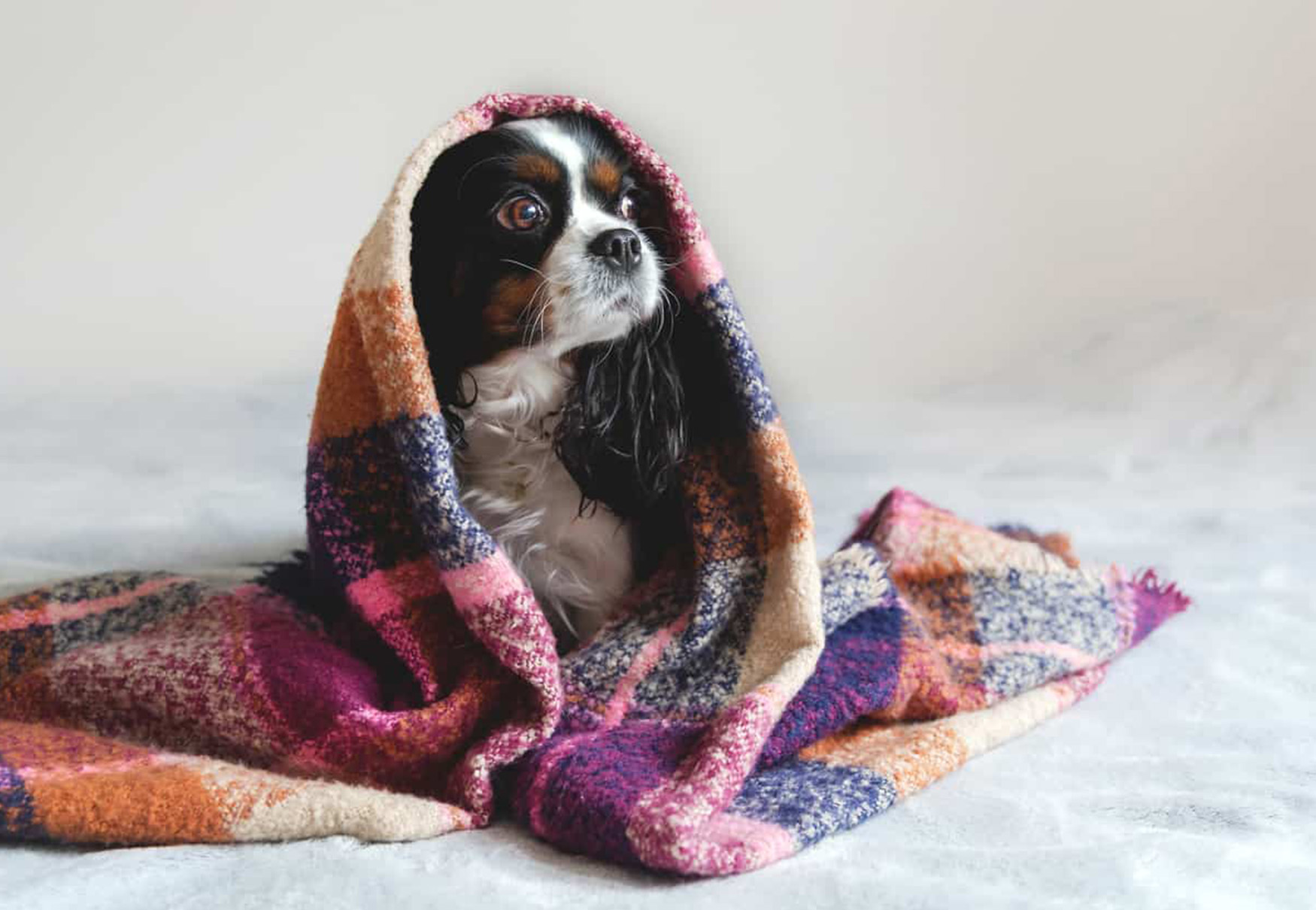 cane sotto la coperta