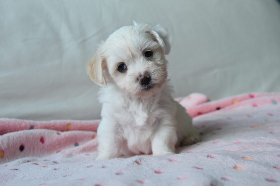 Cucciolo bianco sulla coperta pulita