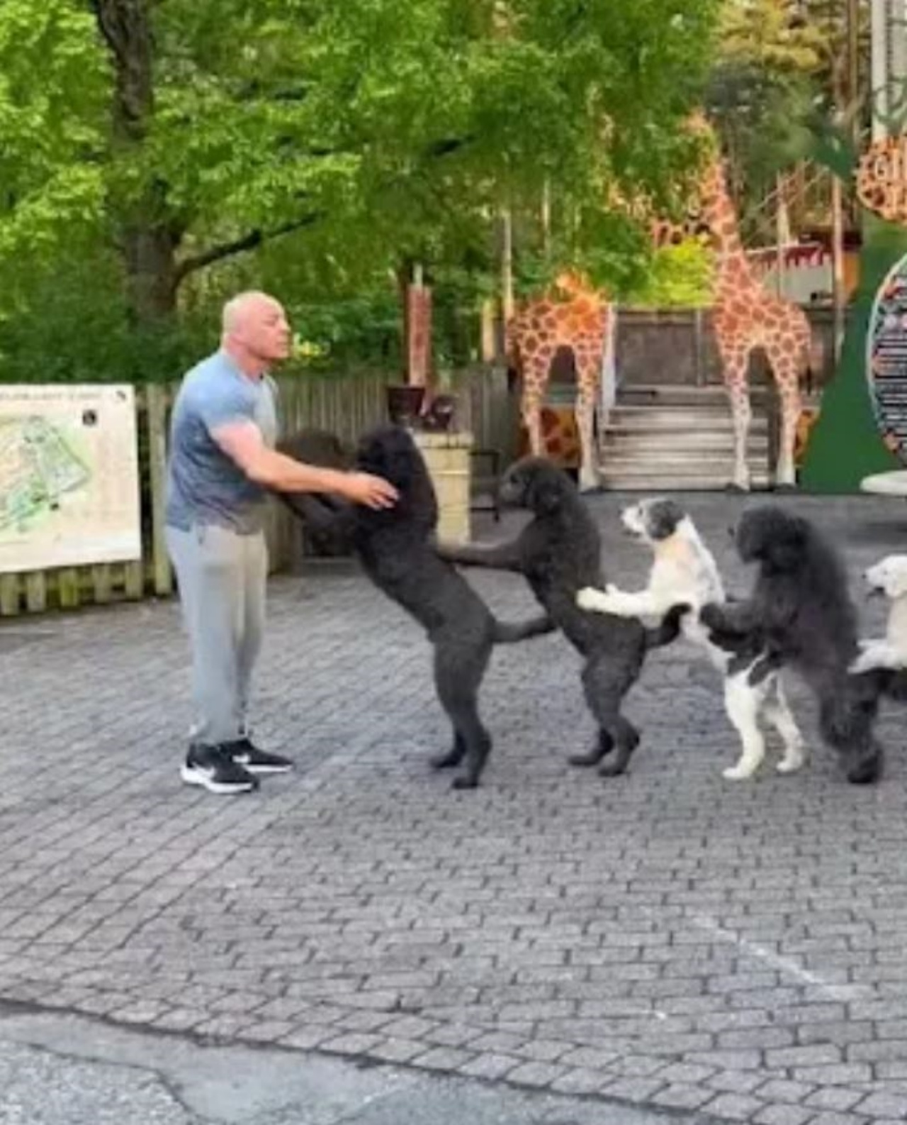 Un uomo con dei cani che giocano