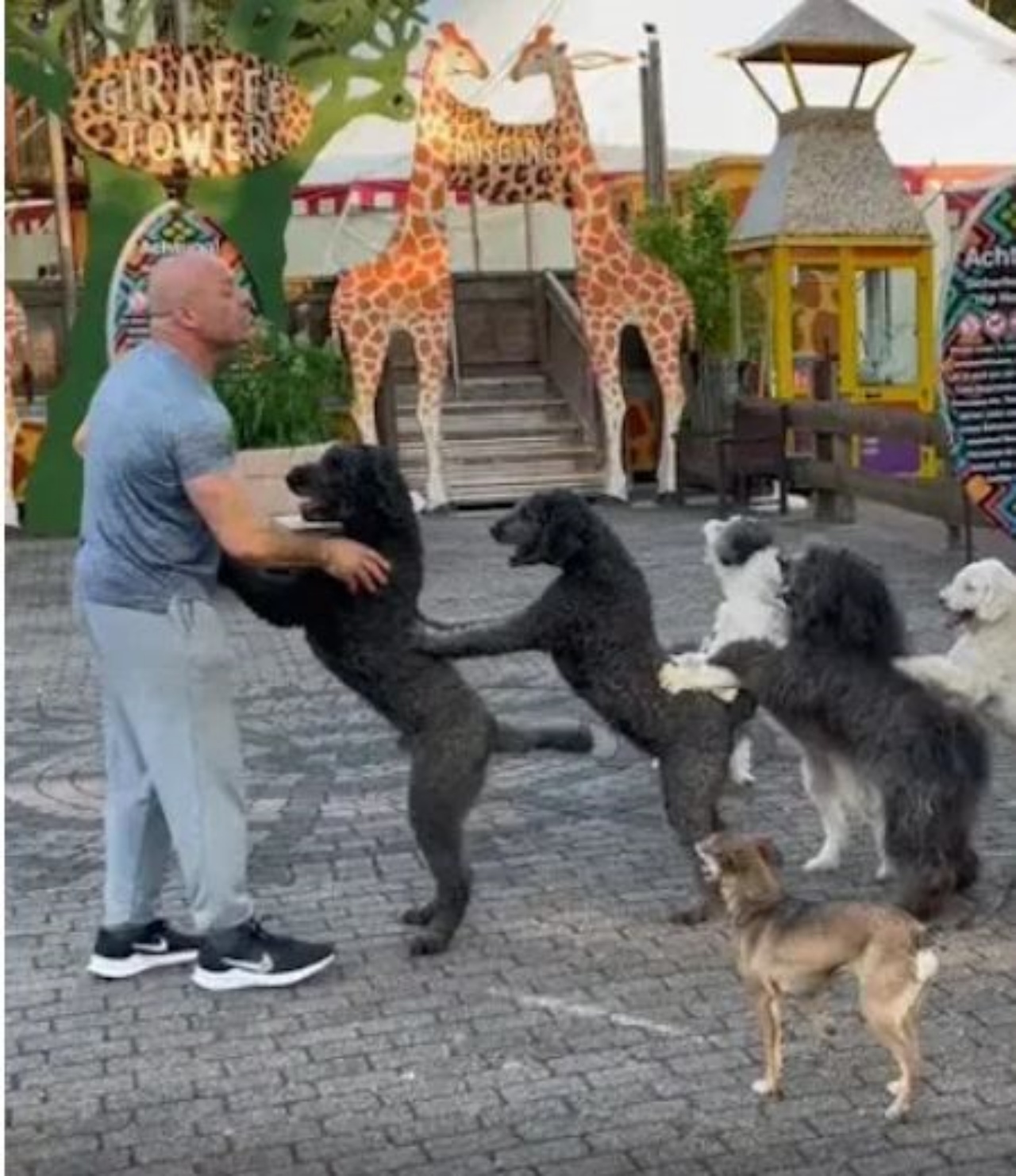 Un uomo addestra dei cani