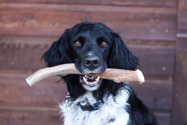 Corno di renna per cani, com’è fatto e a cosa serve