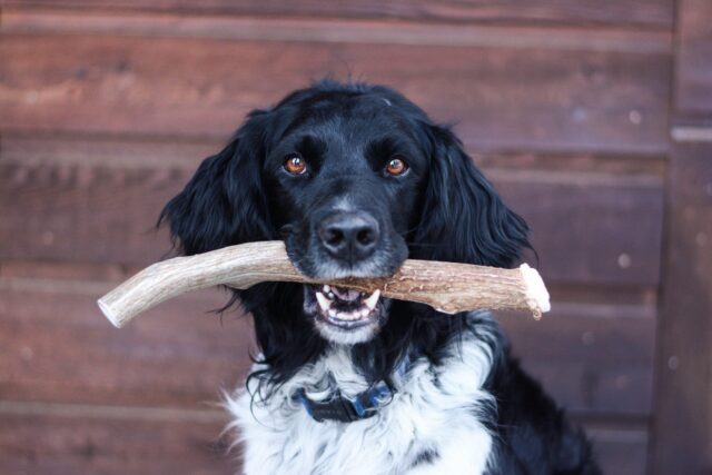 Corno di renna per cani, com’è fatto e a cosa serve