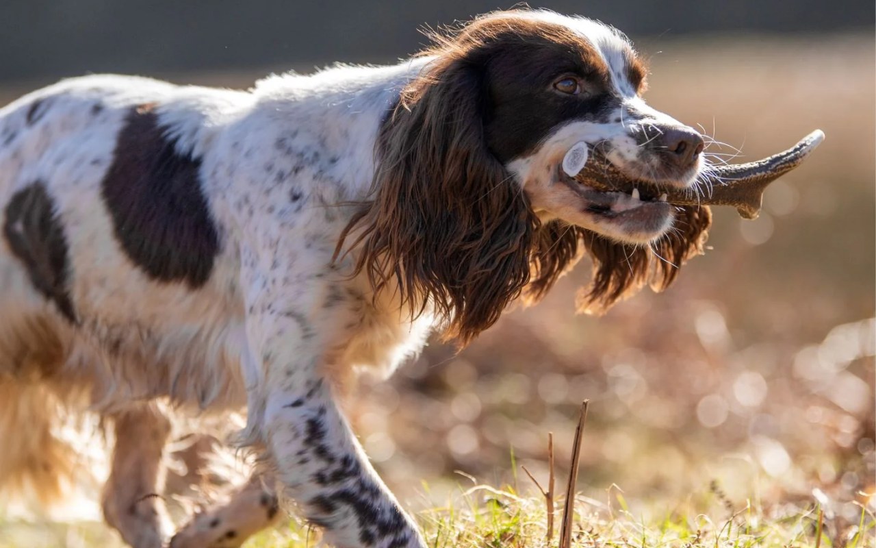 cane che cammina con un oggetto in bocca