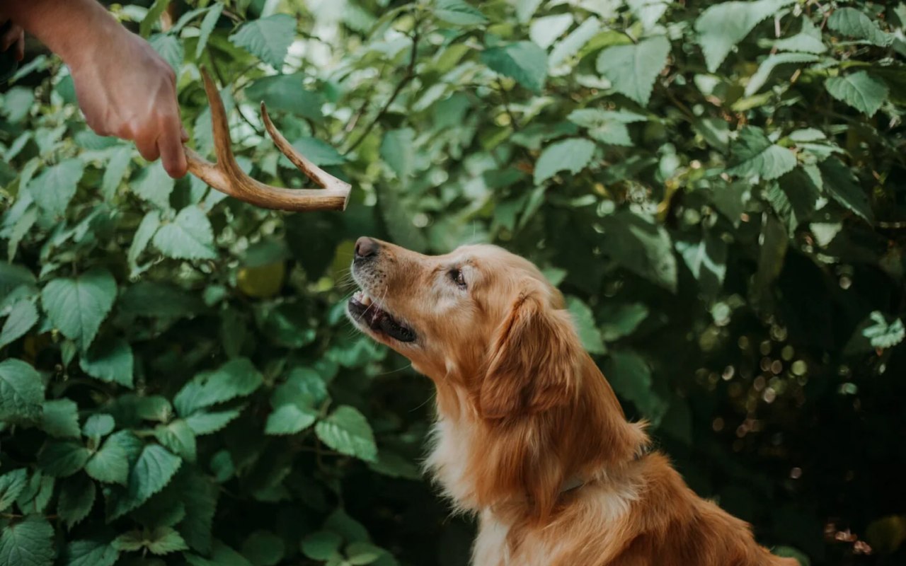 uomo dà un corno a un cane