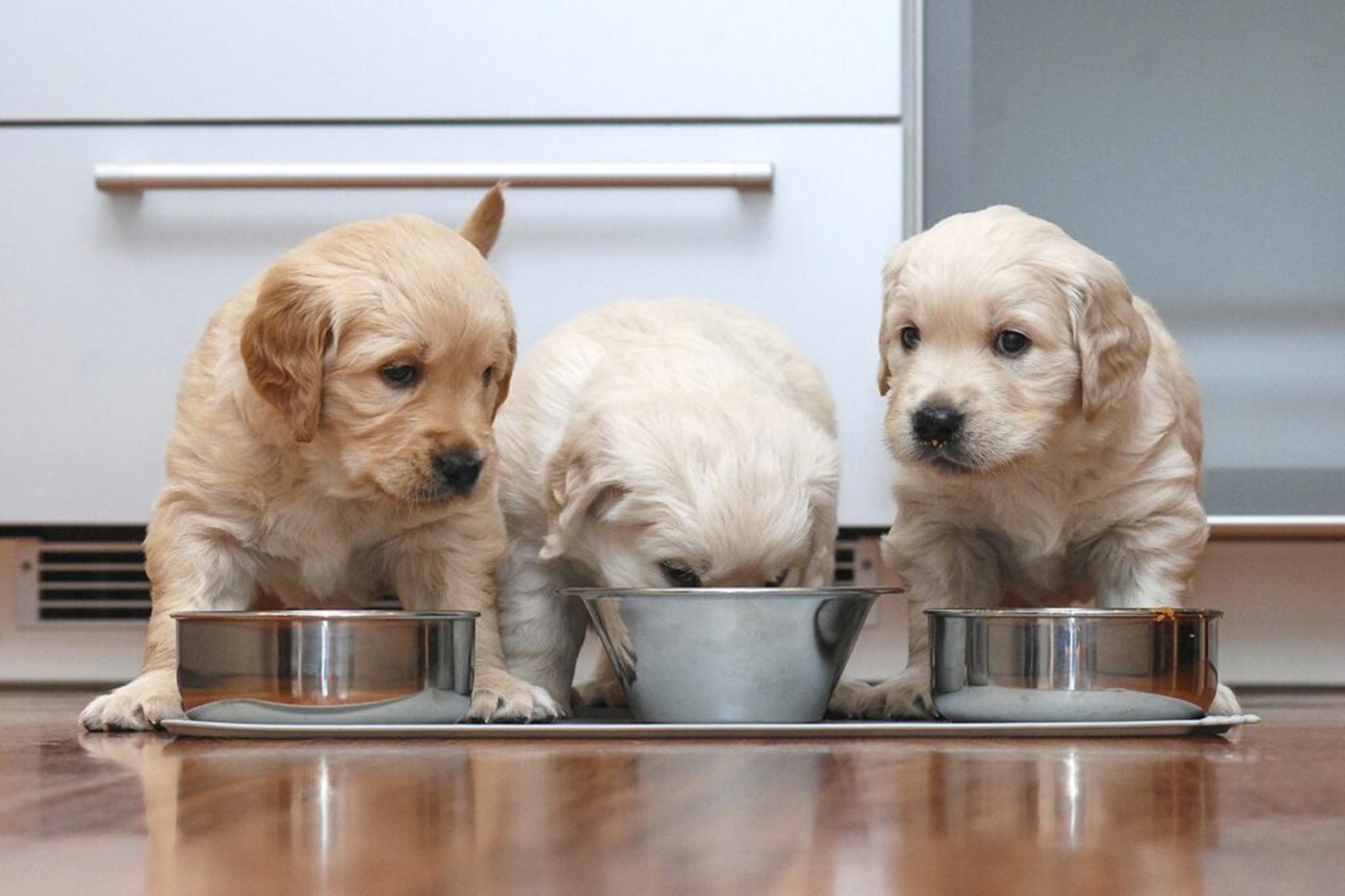 cuccioli di cane mangiano dalle ciotole