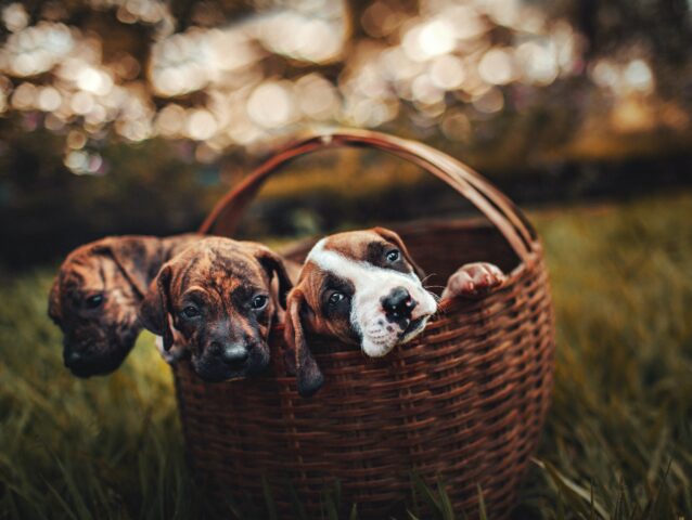 Cucciolata di cane casalinga, tutto quello che c’è da sapere