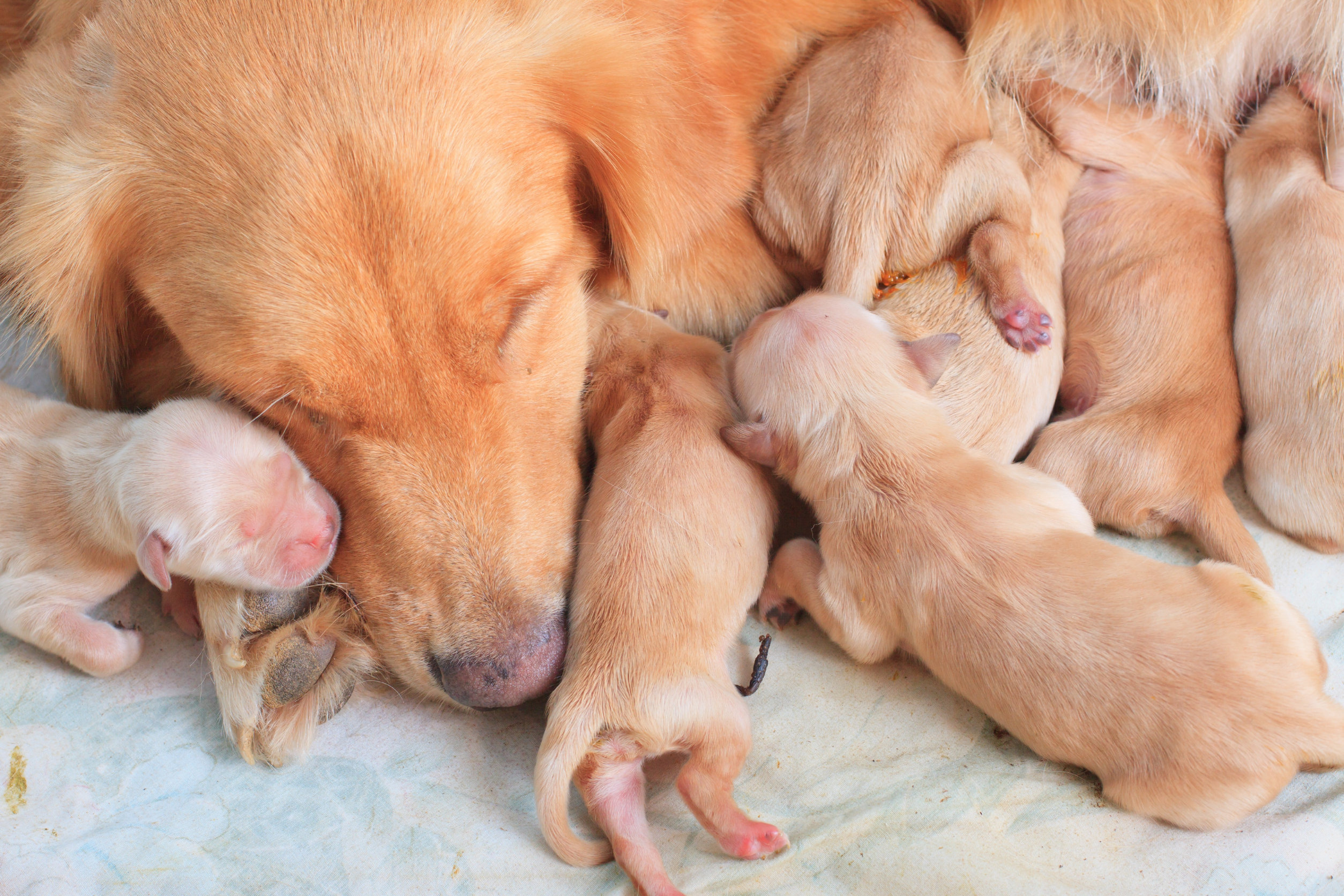 cuccioli di cane che mangiano