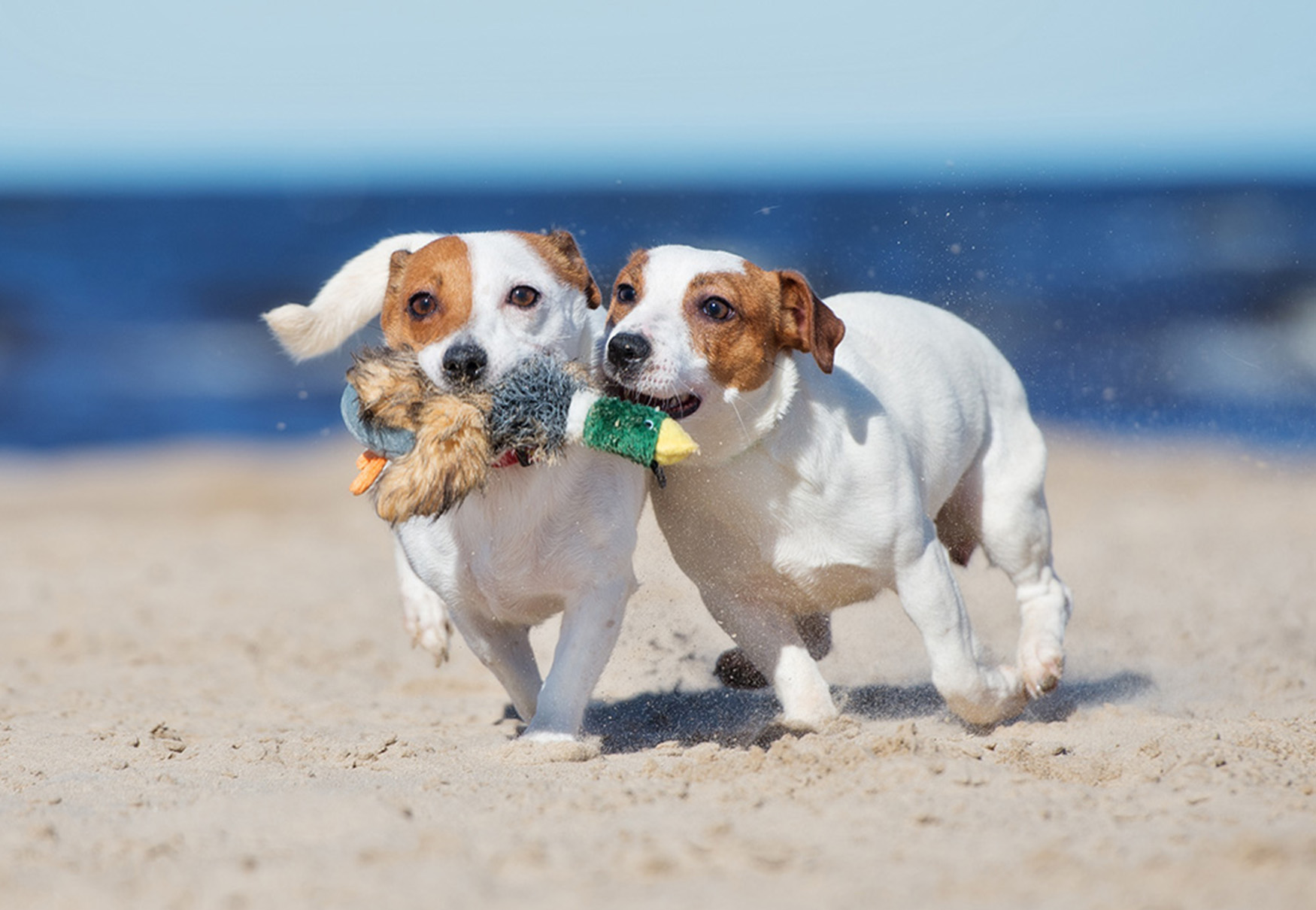 cani fratelli giocano in spiaggia