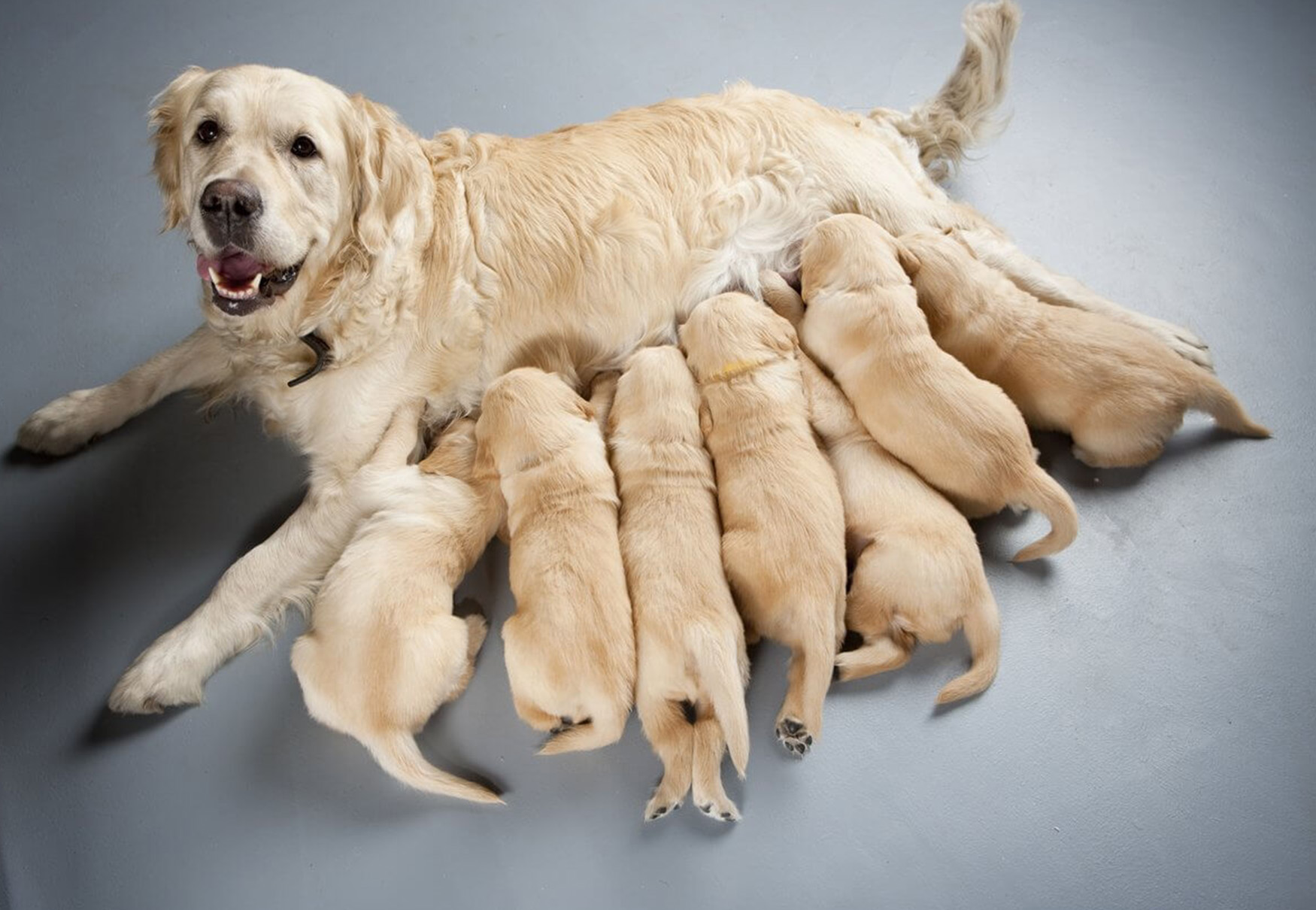 mamma allatta i suoi cuccioli di cane
