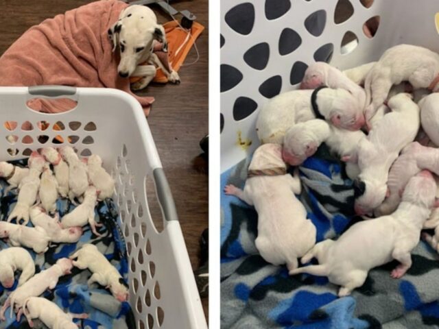 La Dalmata partorisce 16 cuccioli e il veterinario è strabiliato: “Non pensavo potesse succedere”