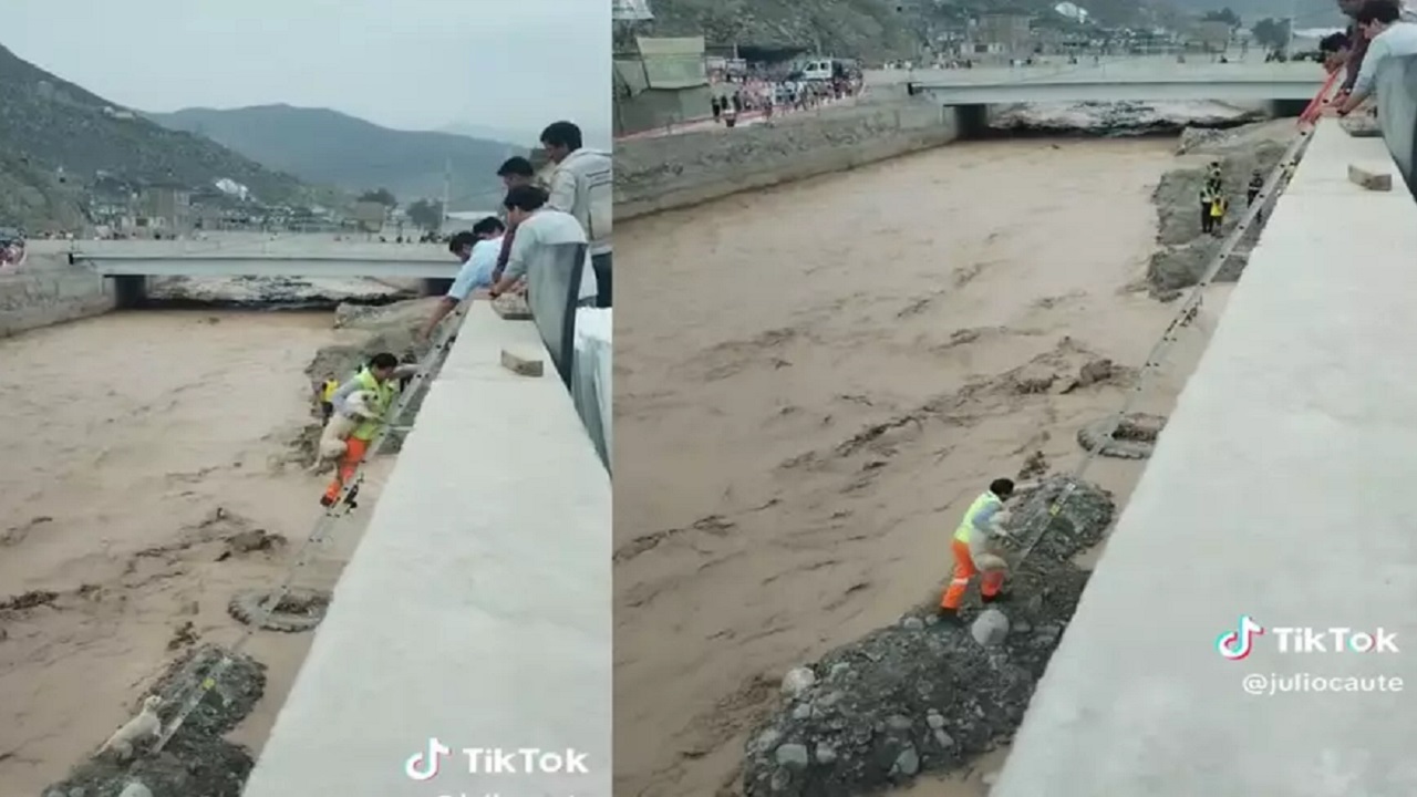 Cani in difficoltà nel canale