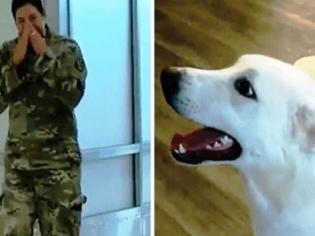 La soldatessa ha fatto di tutto per ricongiungersi con la sua cagnolina dopo la missione in Iraq
