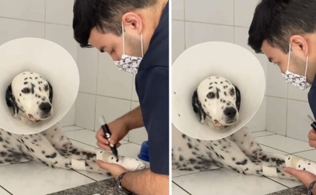 Il veterinario disegna le macchie sulle zampe bendate di un Dalmata per farlo stare meglio (VIDEO)