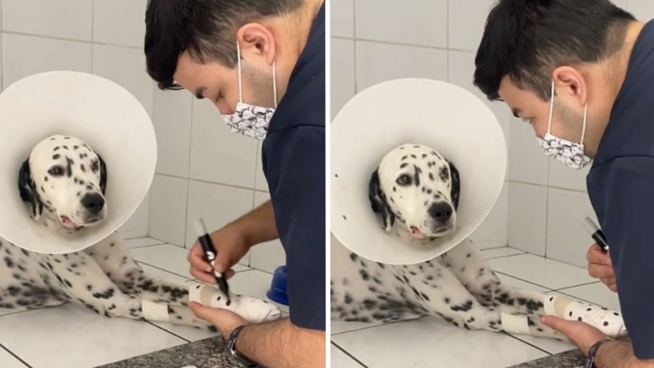 cane dalmata dal veterinario