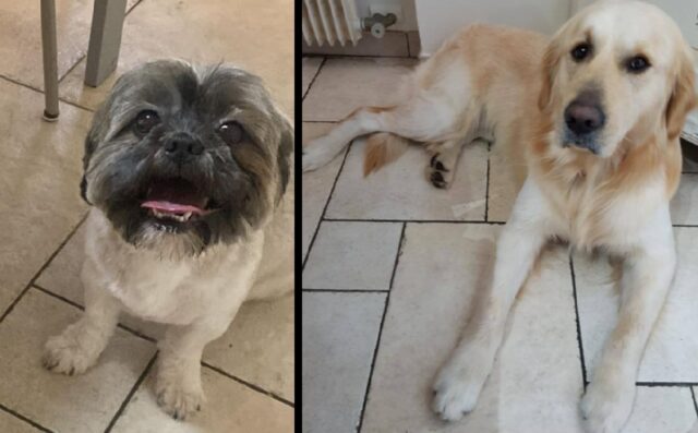 Fiorenzuola d’Arda, scomparsi i cani Nell e Simba, rispettivamente un Golden Retriever e uno Shih Tzu