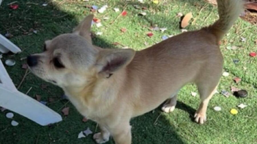 cagnolino chihuahua occhi scuri pelo chiaro