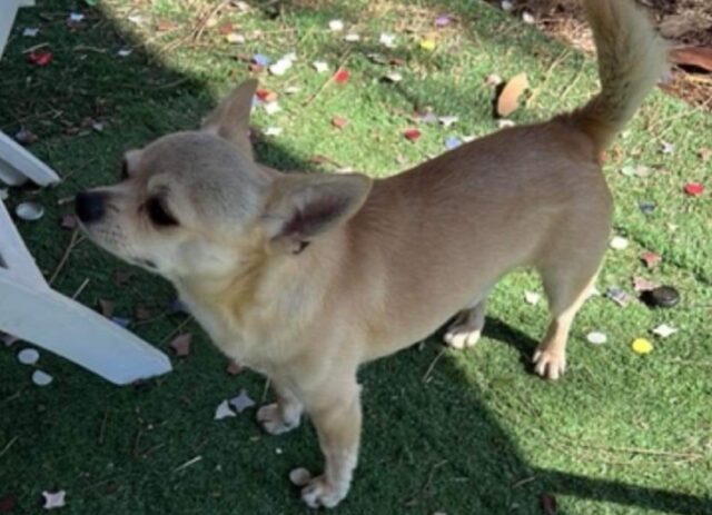 Gallicano nel Lazio, si attendono notizie a seguito della scomparsa di Nike, un cane Chihuahua di 7 anni