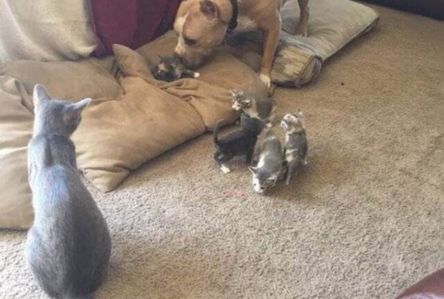 Questo Pit Bull ha un compito molto speciale: allevare questo gruppo di gattini