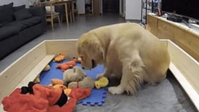 Golden Retriever cerca di confortare i suoi cuccioli che piangono portando loro i suoi giocattoli