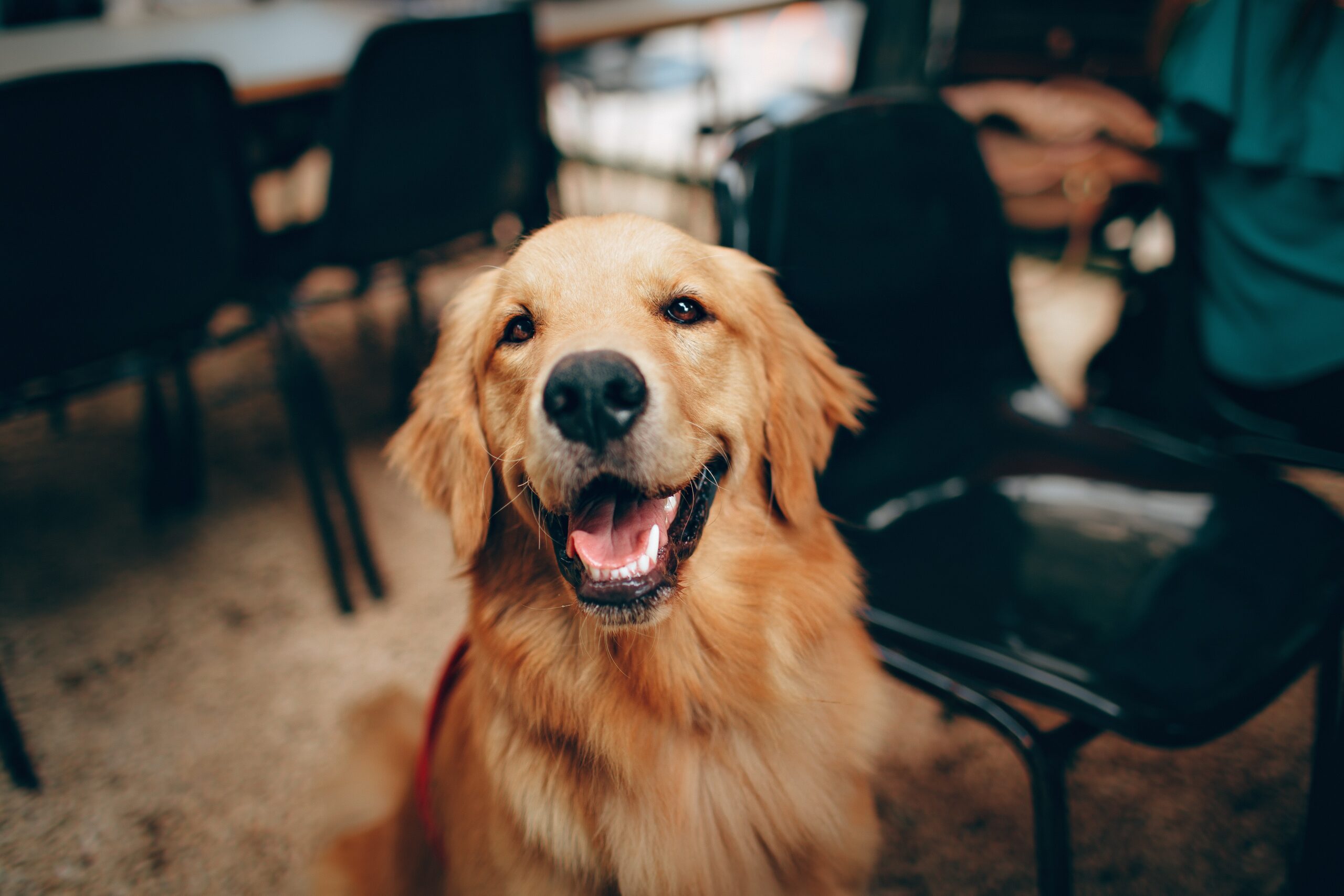 cane golden retriever