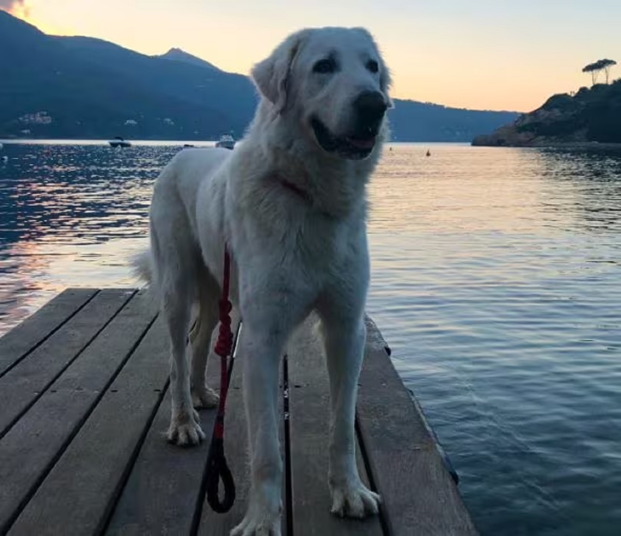 Cane bianco sul pontile