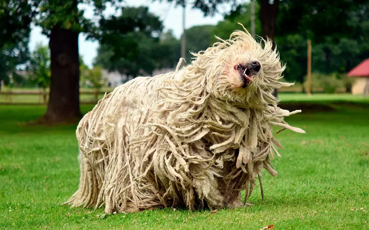 cane che si scuote il pelo