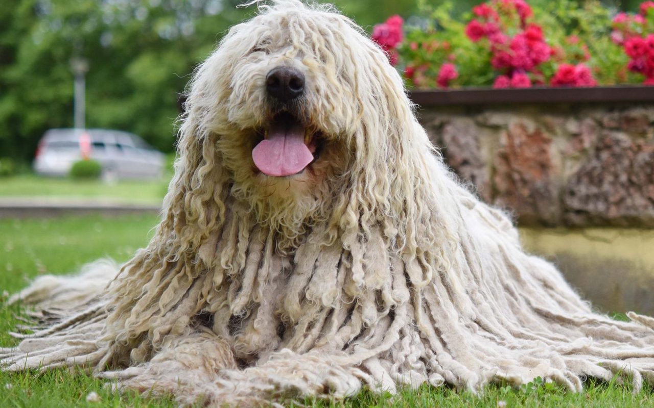 cane con la lingua di fuori