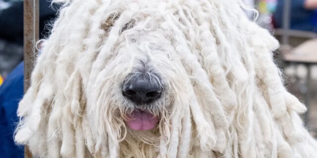 Toelettatura del cane Komondor: come farla al meglio