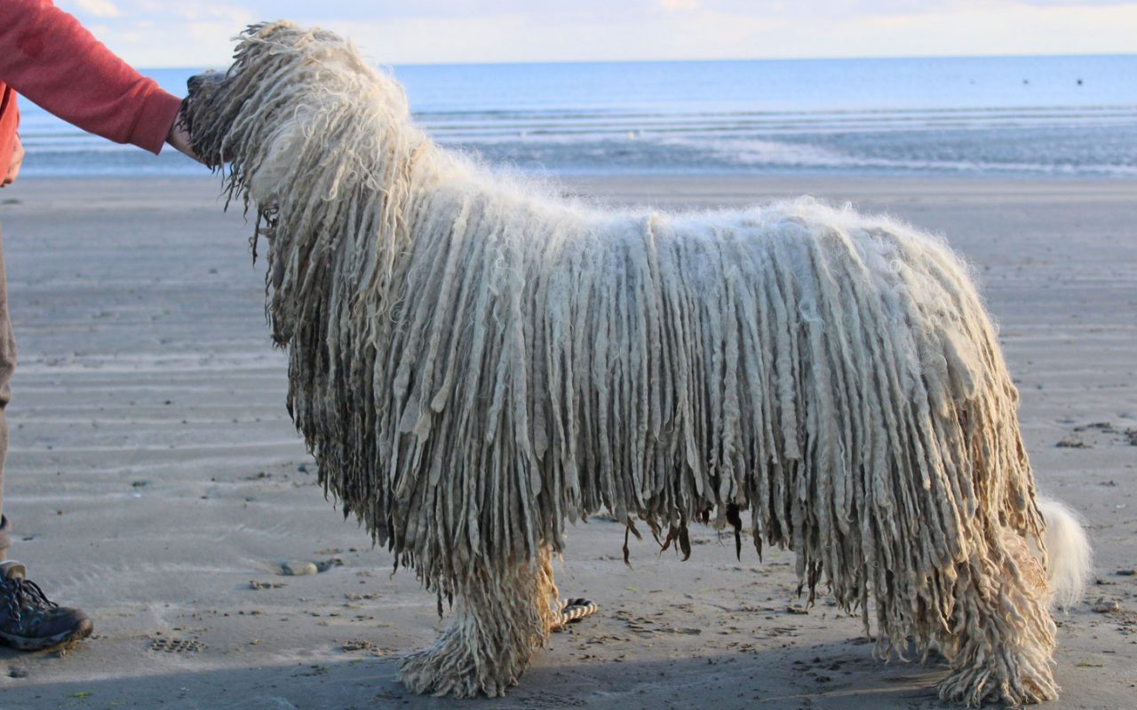 cane in spiaggia