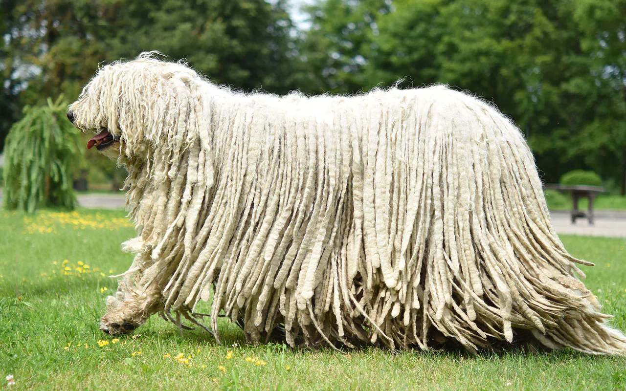 cane che cammina sul prato