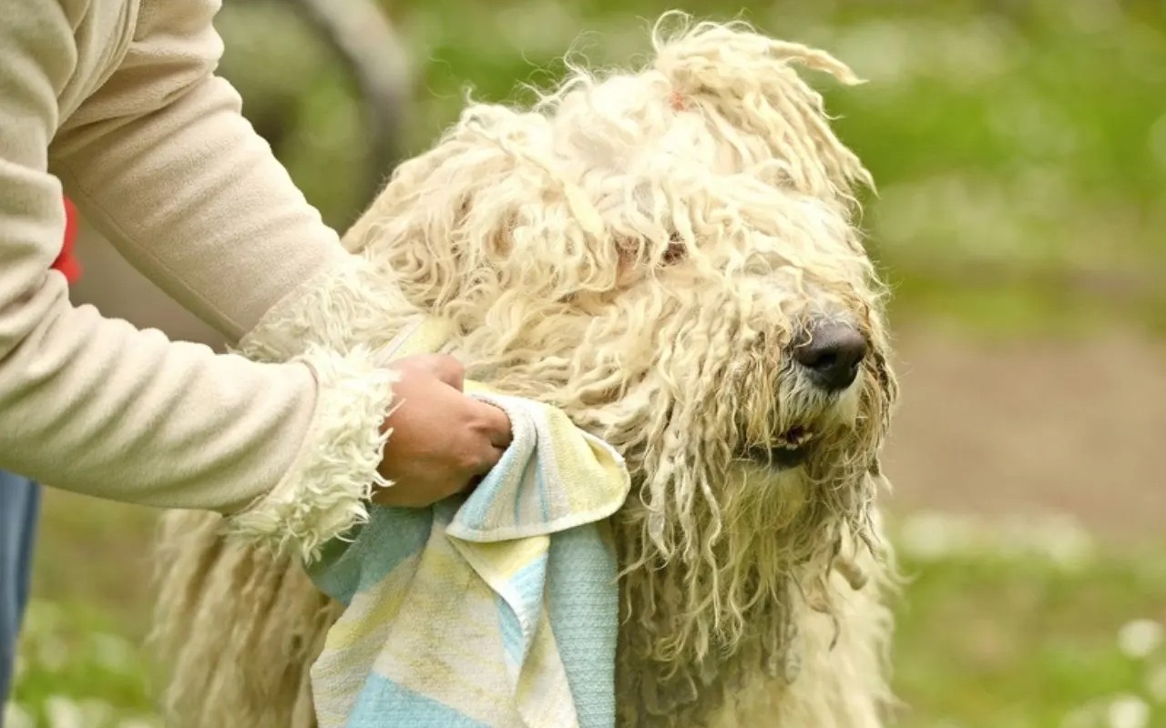 uomo asciuga il pelo del suo cane