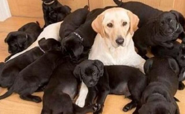 Mamma Labrador ha dato alla luce ben tredici cuccioli, ma nessuno le assomiglia