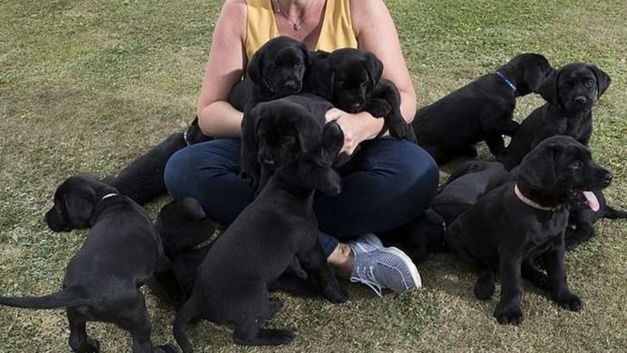 cucciolata di labrador