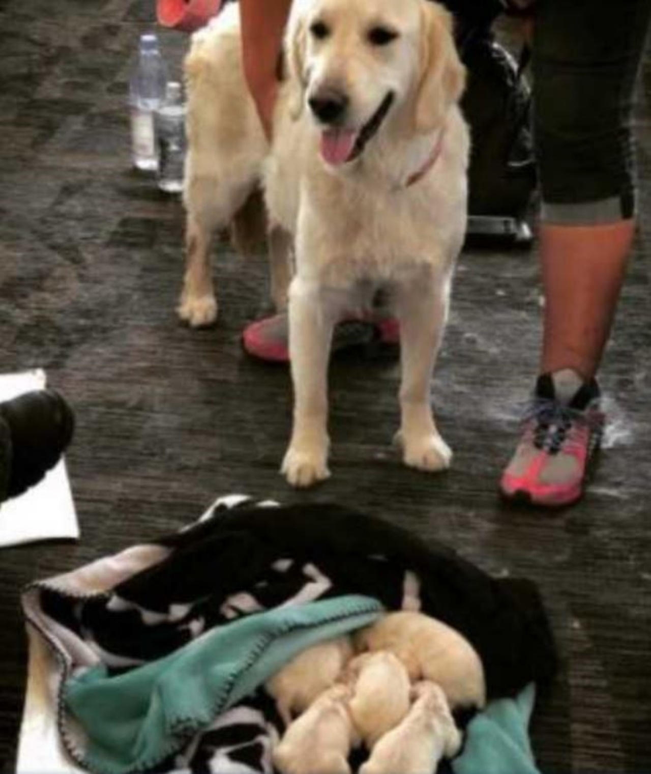 Un cane che partorisce in aerporto insieme ad un altro cane
