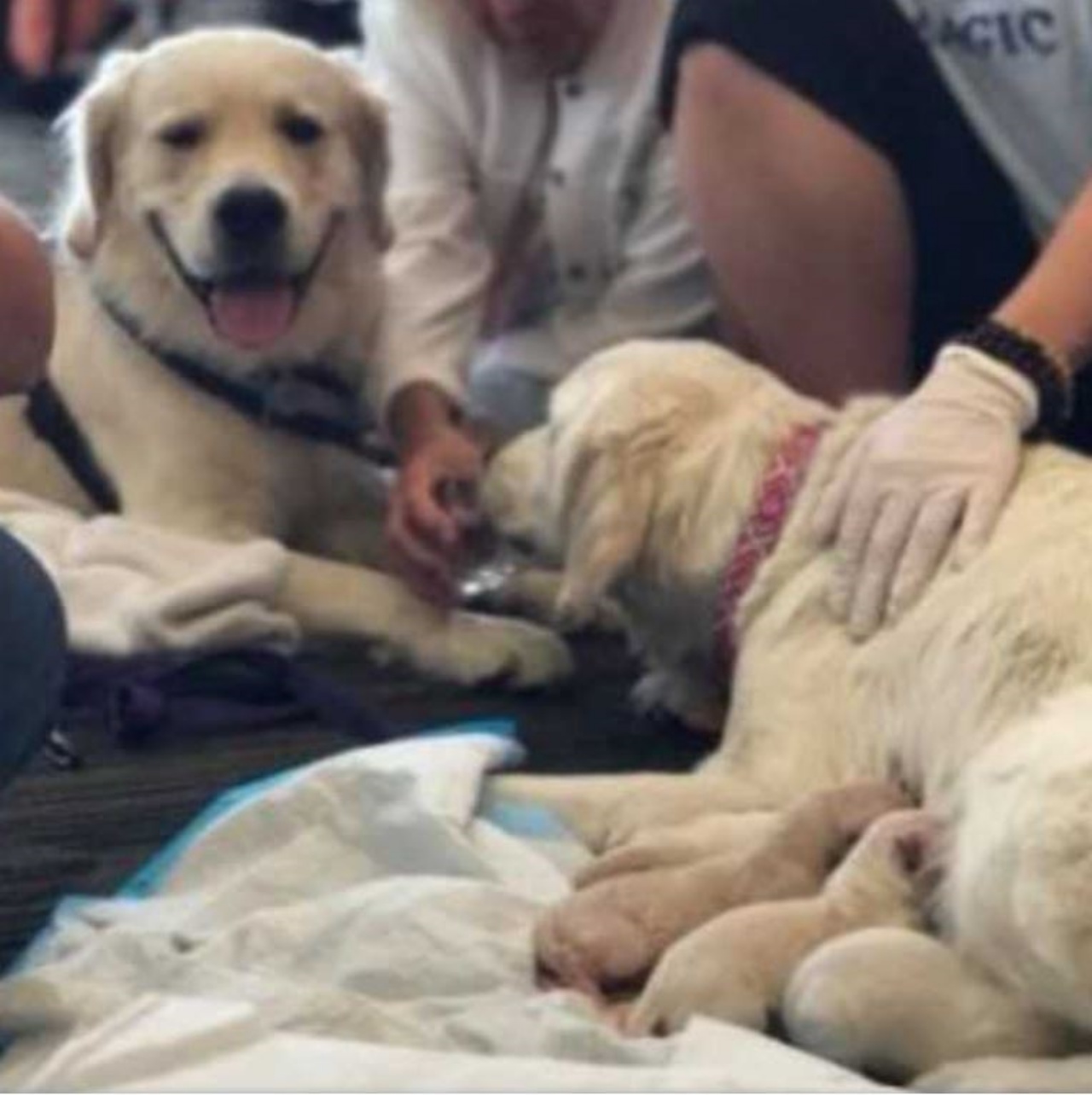 Un cane che partorisce in aeroporto