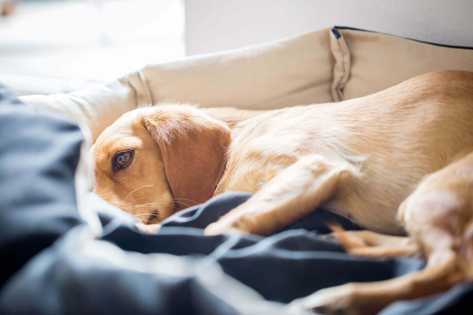 cane debole sul letto