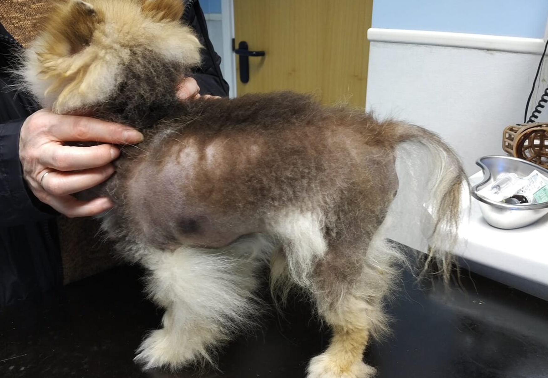 cane con alopecia X