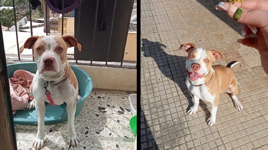 cagnolina pitbull vicino fiore