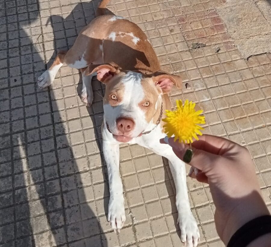 cagnolina cortile prende sole