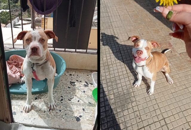 Palermo, si cerca una cagnolina Pitbull Red Nose smarrita, i familiari non perdono la speranza