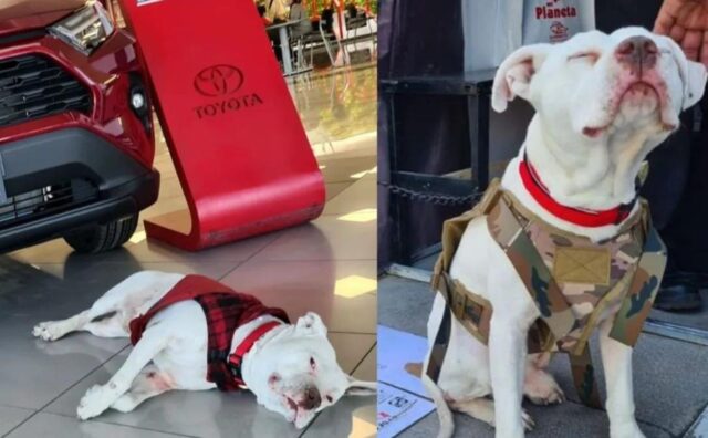 Un concessionario adotta un Pitbull e lo nomina capo della sicurezza: lui diventa una mascotte