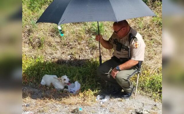 Un poliziotto fa di tutto per dare acqua e ombra a un cane in difficoltà. Poi prende una decisione